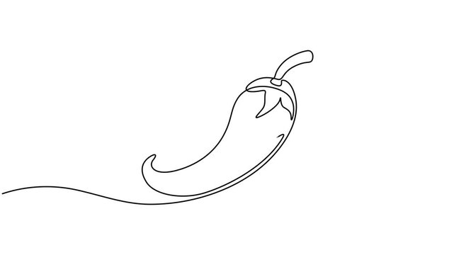 Paprika, bell pepper, red sweet pepper single line animated illustration. One continuous self drawing line animation, footage of paprika, Animation of one line drawing of Red chili pepper. Hot spice