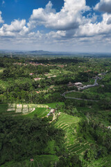 Aerial Drone View Terraced Rice Paddies, Lush Green Contours Cascading Across Jatiluwih Valley Under Bright