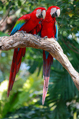Two the red macaw parrot bird in garden