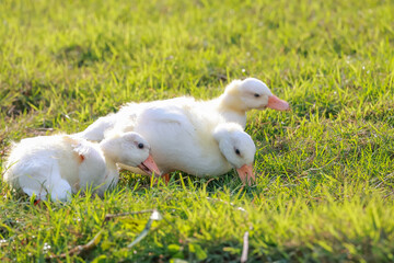 The baby white Duck is eatting in nature garden