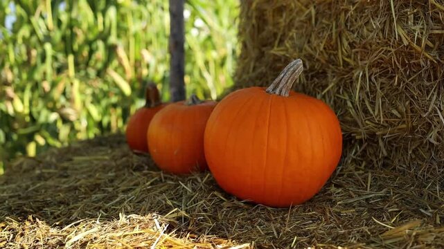 Pile of fresh pumpkins and squash in a field with straw, autumn harvest. High quality FullHD footage