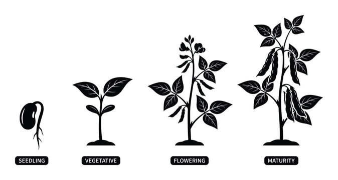 Soybean Plant Growth Stages Vector Illustration Diagram: Seedling, Vegetative, Flowering, Maturity