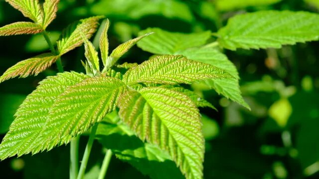 Springtime,  young first leaves raspberry shrub. Agriculture