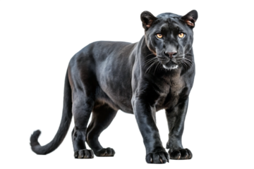 Majestic black panther stand, isolated on white background .png