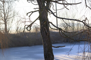 Bare tree trunk and branches overlooking a frozen pond in the soft morning winter light