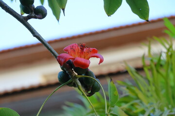 Flower of Bombax ceiba, Flame Tree, Bombax ceiba