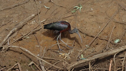 Glossy Ibis - Plegadis falcinellus