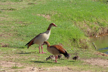 Egyptian goose with goslings on the bank of the river