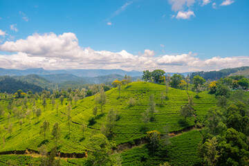 Obraz premium Panoramic View of Sri Lanka’s Countryside with Tea Plantations on a Sunny Spring Day