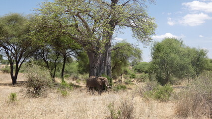 Fototapeta premium A wildlife photograph taken in Tarangire National Park, Tanzania. The image shows African elephants feeding beneath acacia trees during an extremely hot day in the African savanna, capturing natural