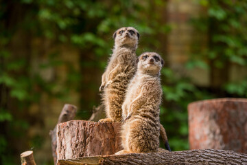 Fototapeta premium Slender tailed Meerkat close up