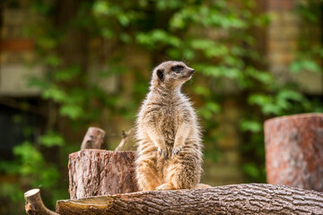 Slender tailed Meerkat close up