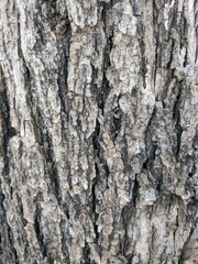 Obraz premium Rustic Tree Bark