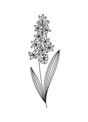 Hyacinth Spring Flower Vector Illustration