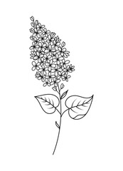 Lilac Spring Flower Vector Illustration