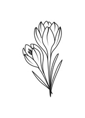 Crocus Spring Flower Vector Illustration