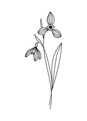 Galanthus Spring Flower Vector Illustration