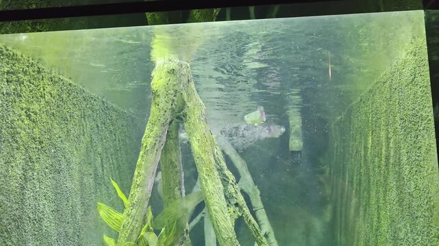 Fish Inside of Aquarium