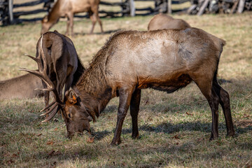 Fototapeta premium Elk heard