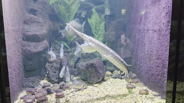 Fish Inside of Aquarium