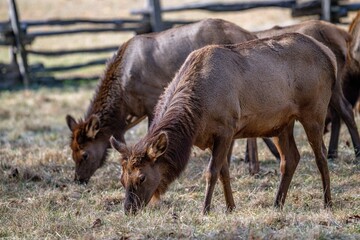 Fototapeta premium Elk Herd of Great Smoky Mountain National Park