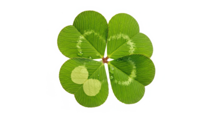 A vibrant four-leaf clover symbolizing luck and hope against a striking black background isolated on transparent background