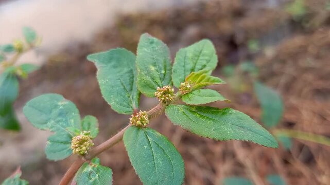 Wild Green Plants with Small Flowers Growing on the Ground, Close-Up Nature Background 4K