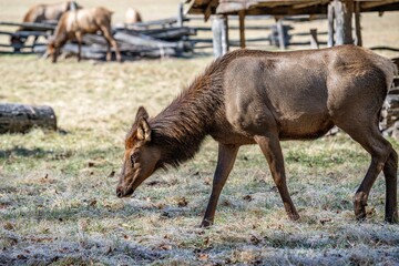 Fototapeta premium Elk Herd of Great Smoky Mountain National Park