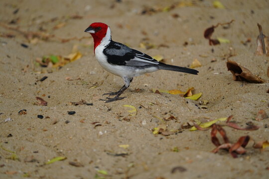 Dominican Cardinal, Paroaria dominicana, Brazilian bird, tanager family, Thraupidae, nature, bird, white, grey, red, ornithology, beautiful, flying, feather, red head, red crest, Caatinga region, Braz