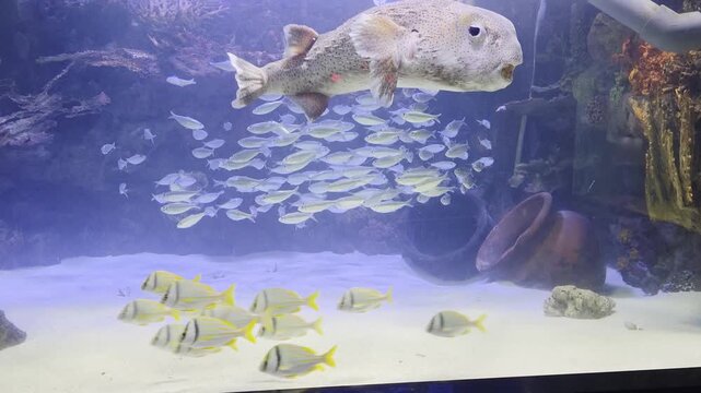 Fish Inside of Aquarium