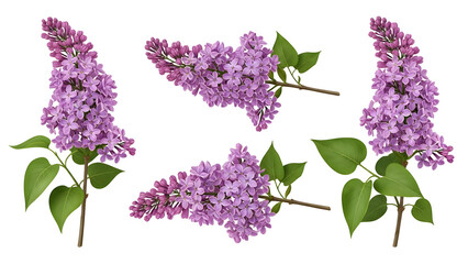 Four individual vibrant purple Syringa vulgaris lilac flower clusters with fresh green leaves are elegantly arranged, showcasing detailed petals and budding florets in a natural presentation for