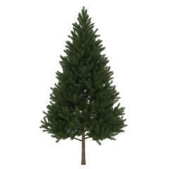 Isolated pine tree on transparent background