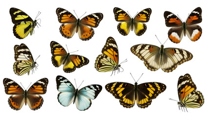 Vibrant assorted tropical butterflies with striking orange, yellow, and white wing patterns are gracefully displayed across a dark void, showcasing their delicate beauty and intricate natural designs.