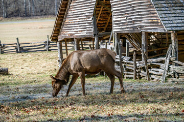 Elk Herd of Great Smoky Mountain National Park
