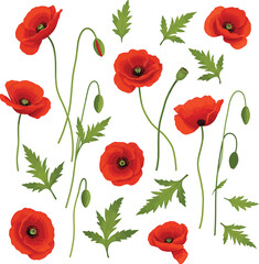 Fototapeta premium Elegant Red Poppy Flowers Illustration Collection with Green Buds and Foliage Isolated on White Background