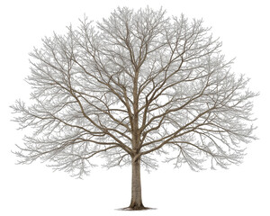 A large leafless tree with many branches and a thick trunk outdoors transparent background