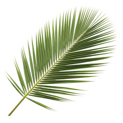 Obraz premium Vibrant green palm leaf on black background for tropical designs