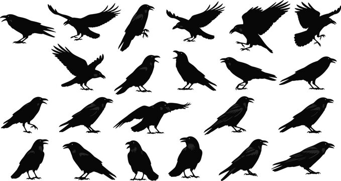 Large collection of black raven silhouettes featuring various standing and flying crow poses for wildlife nature conservation forest bird habitat and gothic design projects