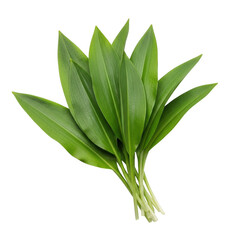 Obraz premium Fresh green leaves isolated on transparent background