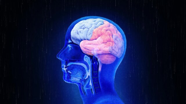3D human brain anatomy illustration with binary data overlay representing artificial intelligence, neuroscience and medical technology