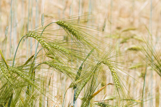 Gerste auf einem Feld	