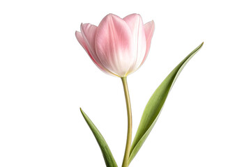 Naklejka premium Delicate Pink Tulip Flower on Transparent Background transparent background