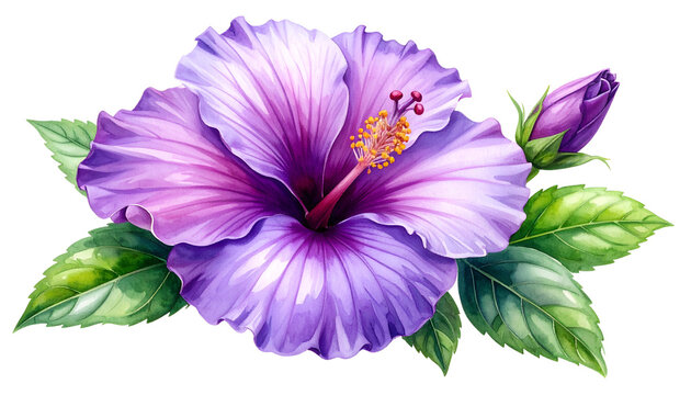 hibiscus purple flower with leaves and bud isolated on transpaarent background. 