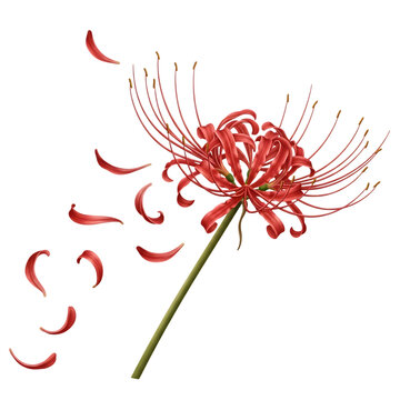 曼珠沙華」の写真素材 | 44,177件の無料イラスト画像 | Adobe Stock