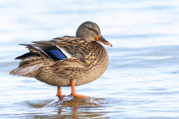 Fototapeta premium Stockente in der Brandung am Ufer