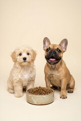 A puppy french bulldog and maltipoo with a bowl full of dry food on beige background. Advertising banner with copy space