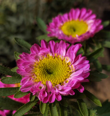Vibrant pink China Aster flowers with bright yellow centers and morning dew.