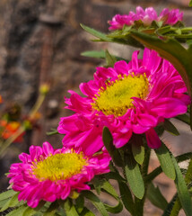 Vibrant pink China Aster flowers with bright yellow centers and morning dew.