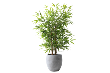Potted green bamboo plant with slender leaves in a grey concrete pot image