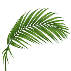 Obraz premium Vibrant palm leaf isolated on transparent background